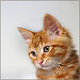 Illustration for article titled On Getting a Cat After Years of Refusing to Consider a Kitty